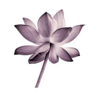 A blooming flower against a soft background.