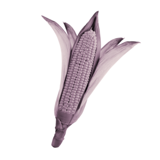 A husk of corn.